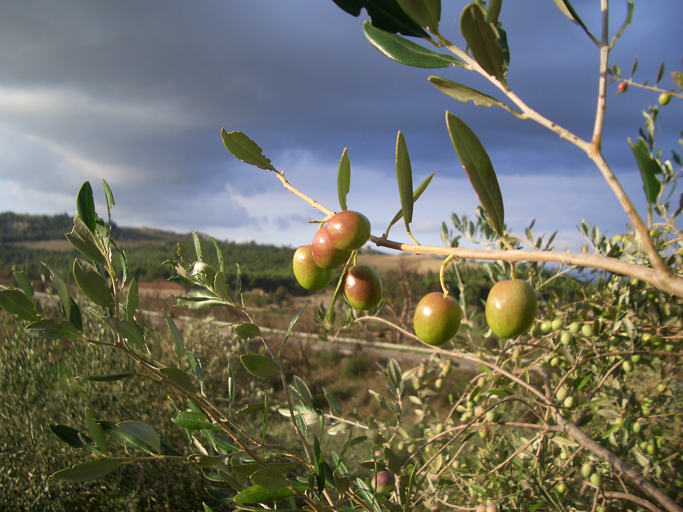 azienda agricola Scarcione Giulia