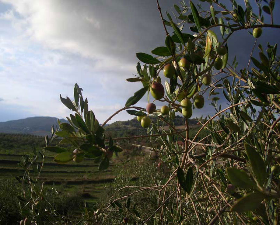 Olio tenuta scarcione